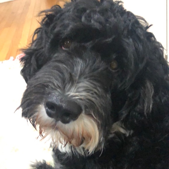 Meet your Posher, Elvera - Picture 1 of 1